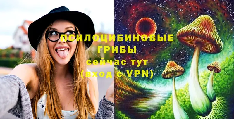 наркошоп  Иннополис  Псилоцибиновые грибы Cubensis 